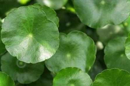 Centella asiatica