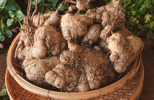 Wild Potassium (Dioscorea)